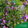 Sie sehen eine Packung A.Vogel Menosan Salvia, Produktbild: 03 A.Vogel Menosan Salvia, A-Nr.: 4296256 - 03