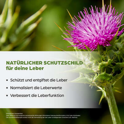 Sie sehen eine Packung Dr. Böhm Mariendistel, Produktbild: 03 Dr. Böhm Mariendistel, A-Nr.: 3922378 - 03