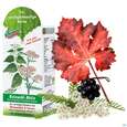Sie sehen eine Packung Beinwohl Aktiv Kraeuterfit Elixier Bio Kraeuter Fruechte Alkoholfrei 330ml, Produktbild: 10 Beinwohl Aktiv Kraeuterfit Elixier Bio Kraeuter Fruechte Alkoholfrei 330ml, A-Nr.: 3961734 - 10