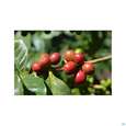 Sie sehen eine Packung Sonnentor Gruener Kaffee Bio Aufgussbeutel 02906 18st, Produktbild: 06 Sonnentor Gruener Kaffee Bio Aufgussbeutel 02906 18st, A-Nr.: 4276006 - 06