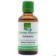 Gemmo Mazerat Esskastanie Castanea Sativa Phytopharma 50ml, A-Nr.: 3107158 - 01