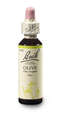 Bach®-Blüte Nr. 23 Olive (Olive), A-Nr.: 5323015 - 03