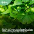 Vitabay Ginkgo Biloba 6000 mg Kapseln, A-Nr.: 5881181 - 05
