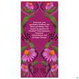 Bio Pukka Holunderbeere &amp; Echinacea 20 Filterbeutel, A-Nr.: 4407922 - 04