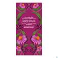 Bio Pukka Holunderbeere &amp; Echinacea 20 Filterbeutel, A-Nr.: 4407922 - 06